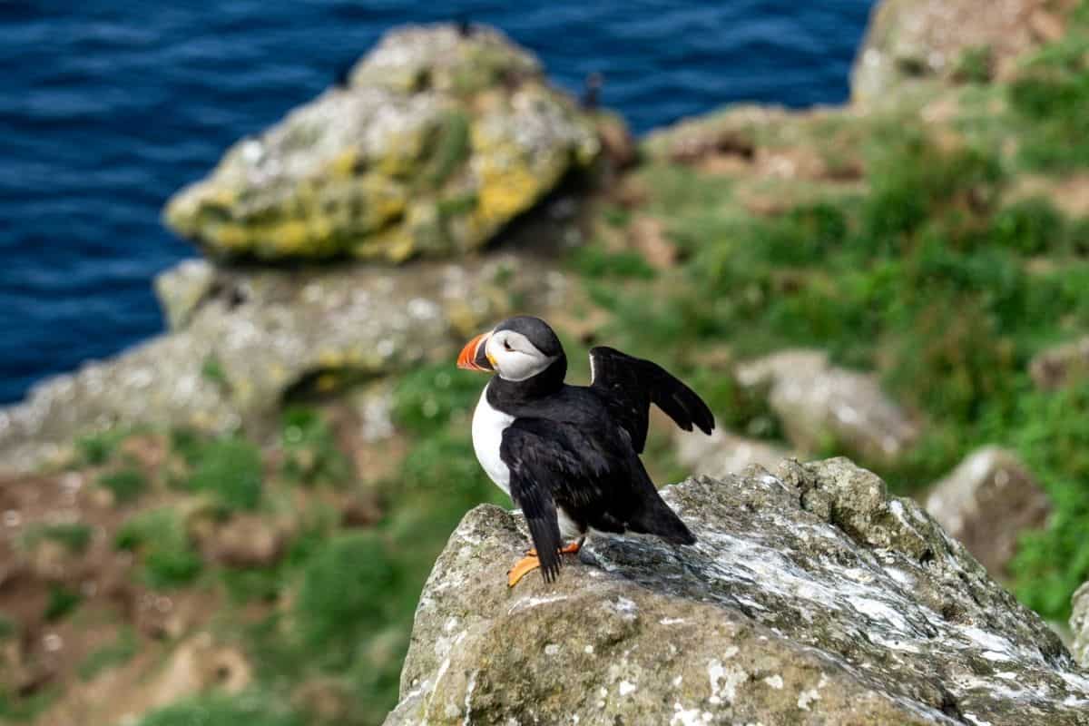I Visited the Puffins of Lunga: Here’s What It’s Like 4 A puffin stands on a rock with its wings outstretched as if to fly off.