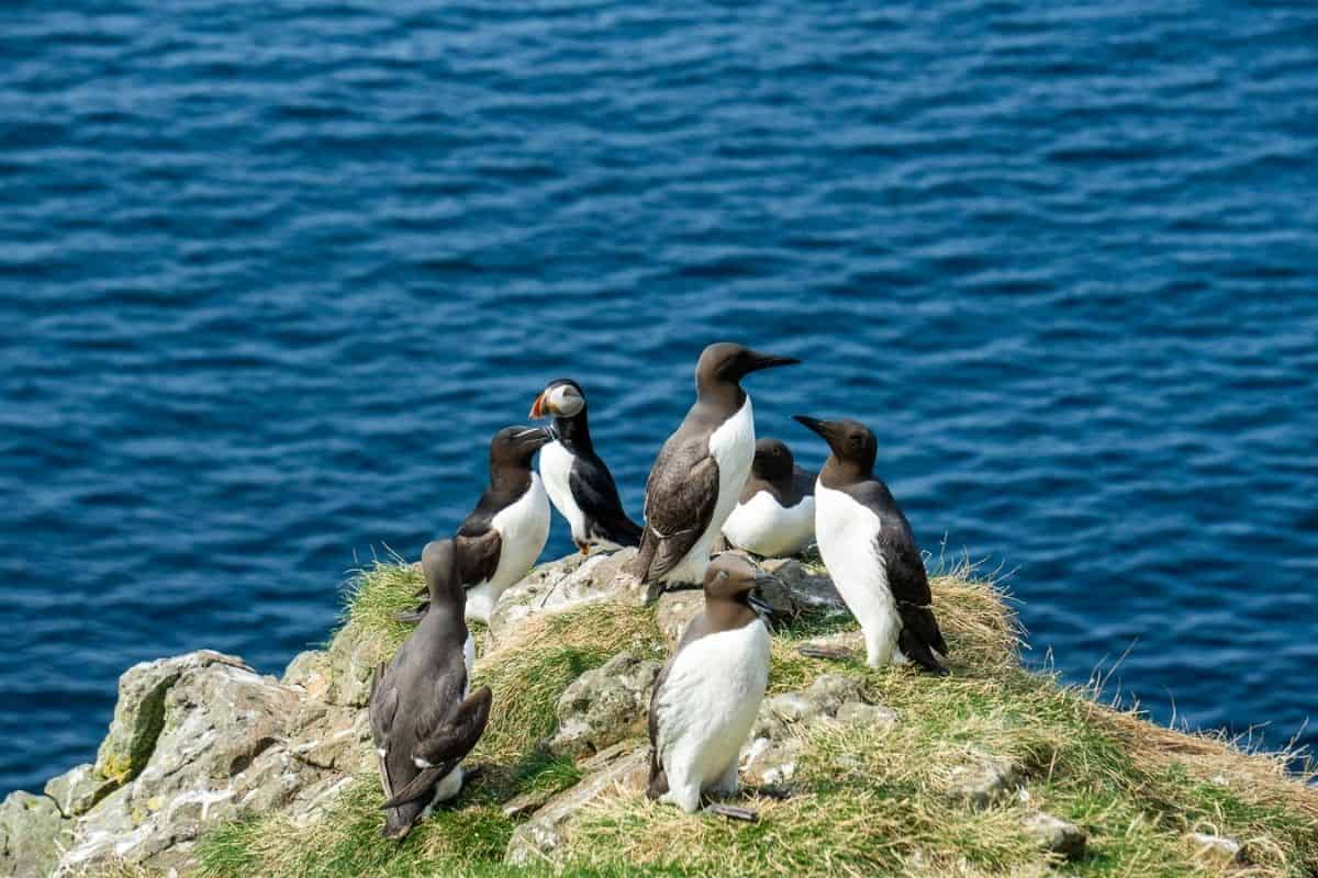I Visited the Puffins of Lunga: Here’s What It’s Like 5 A puffin, a razorbill and several guillemots stand on grass on Lunga.