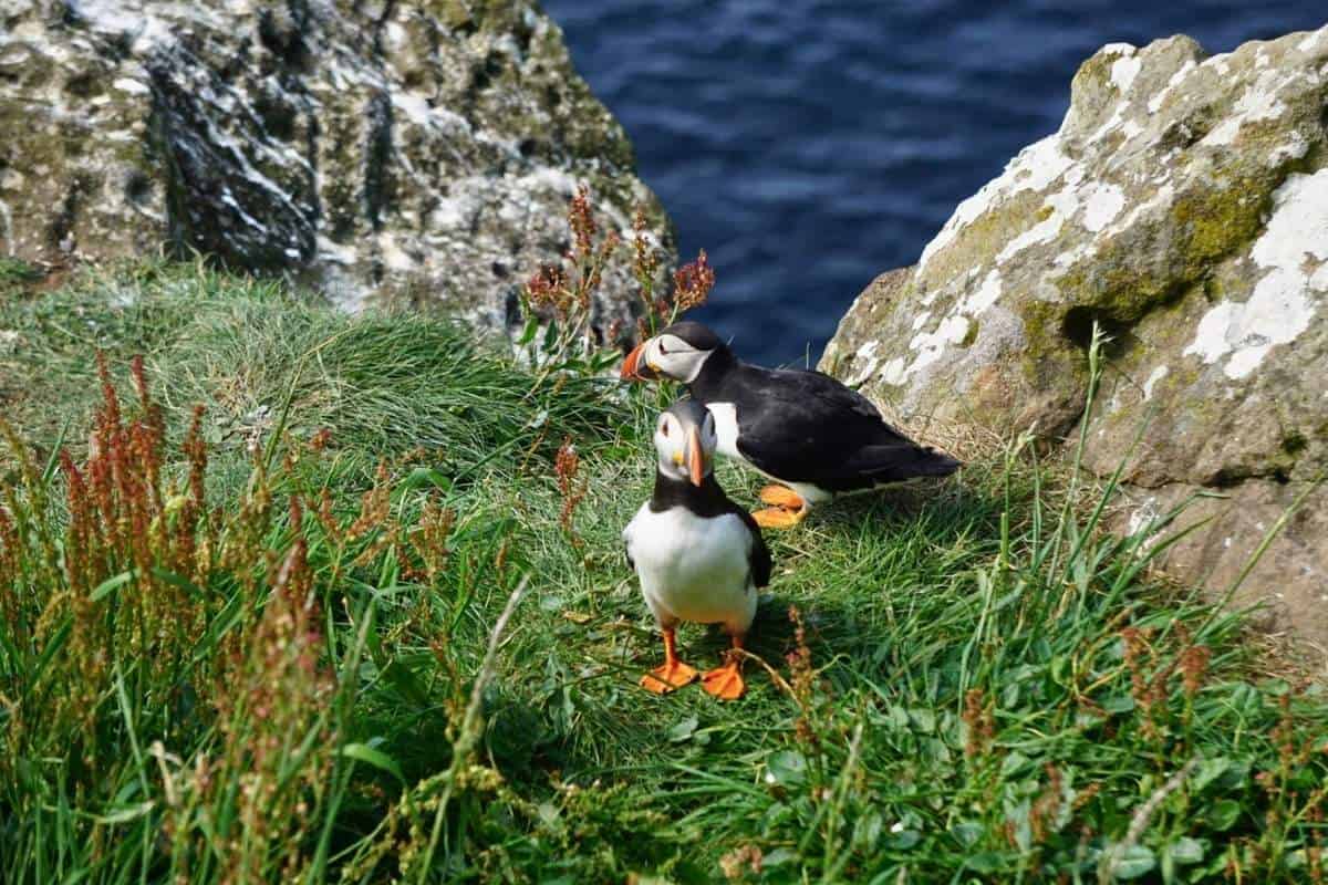 20 BEST Things to Do on the Isle Of Mull 9 Puffins on Lunga in the Treshnish Isles.
