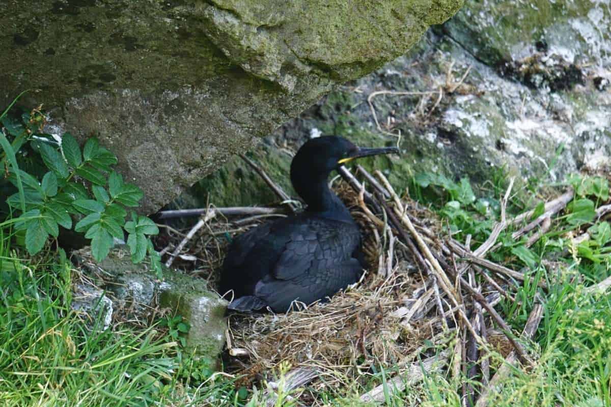 I Visited the Puffins of Lunga: Here’s What It’s Like 11 A shag sits on a large nest underneath a large rock on Lunga.